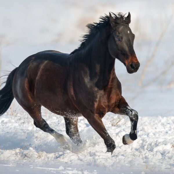 Monitoring Your Horse's Weight in Cold Weather